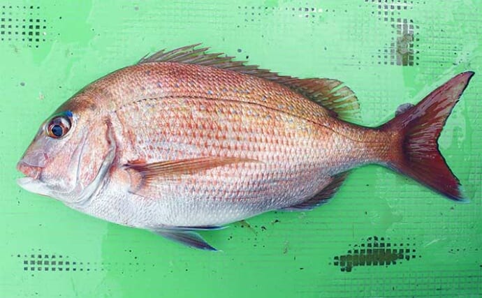 相模湾タイ五目釣りで多彩魚種　マダイ他クロダイにメジナにイシダイ