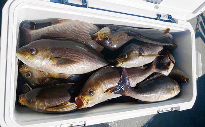 【玄界灘】沖のエサ釣り最新釣果　40cm超え含みイサキ絶好調