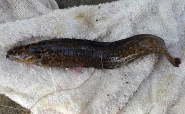 『ギンポ』釣り入門 【生態・ポイント選び・釣り方・食べ方を解説】