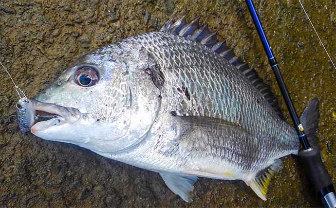 チヌ（クロダイ）釣り基礎知識　【生態・釣り方種類・仕掛け・食べ方】