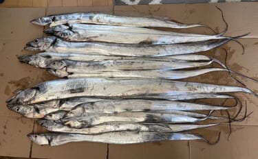 有明海の沖のタチウオ釣りで指6本級頭に14本　ジギング＆テンヤで手中