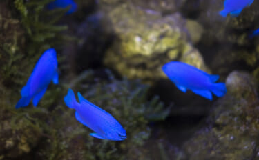 青い魚は本当は青くないとは？　意外と不思議な魚の色素の話