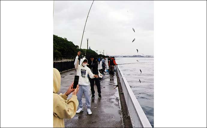 碧南海釣り広場のサビキ釣りでサッパ218匹　朝の短時間で手中