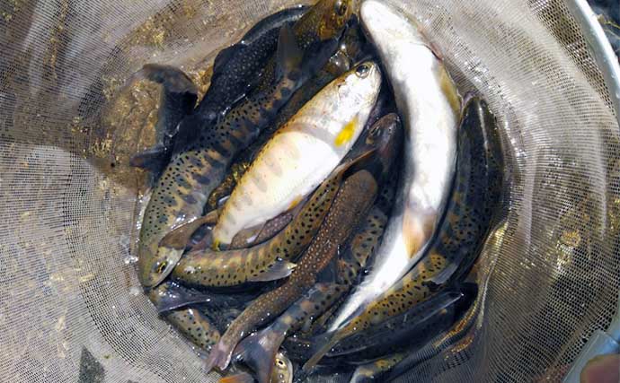 渓流エサ釣りで渓魚4種をキャッチ　北陸奥越漁協管内を偵察釣行