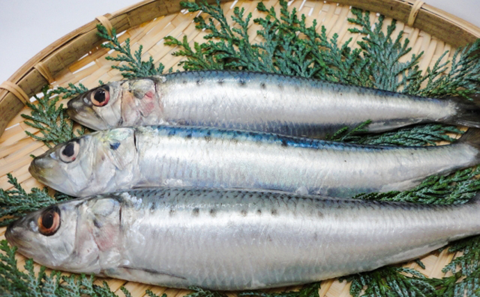 これからの日本に【新しい魚種を食べる取り組み】が必要なワケとは？