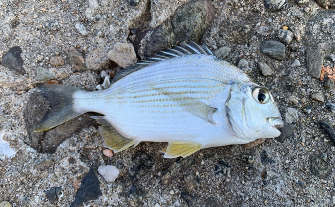 マダイもクロダイも味が落ちる初夏に旬を迎える「夏のタイ」とは？
