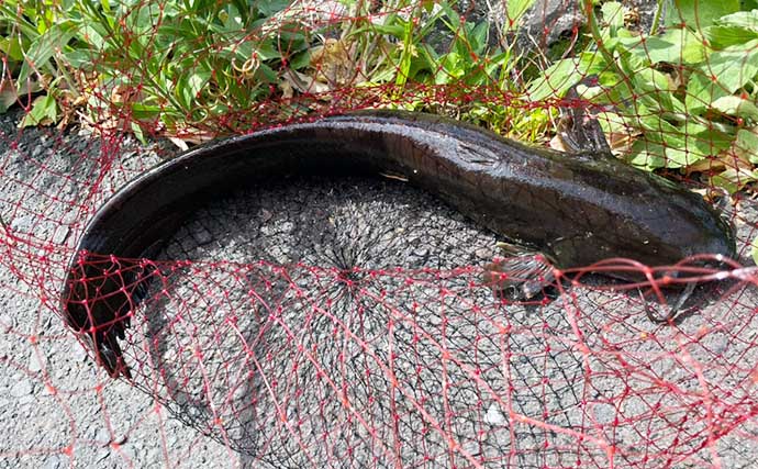 身近な都市河川でルアー釣りが面白い　本命ティラピアに鯉にナマズ登場