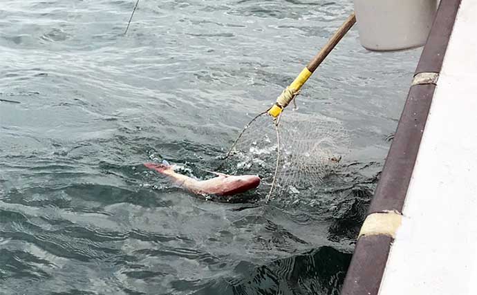 上越コマセマダイ釣りで良型連打　指示ダナは海面から7mと激浅？