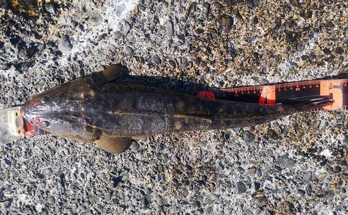 沖堤防でのルアー釣りで50cmマゴチ 良型メバルの連発タイムも堪能