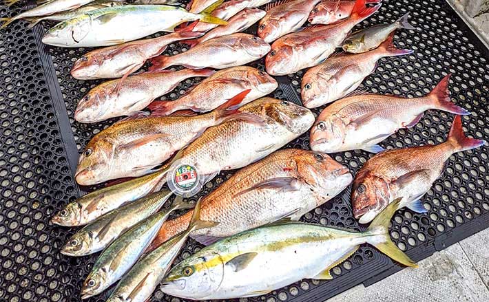 乗っ込みマダイ狙いの『完全フカセ釣り』で80cm美マダイにヒラマサも