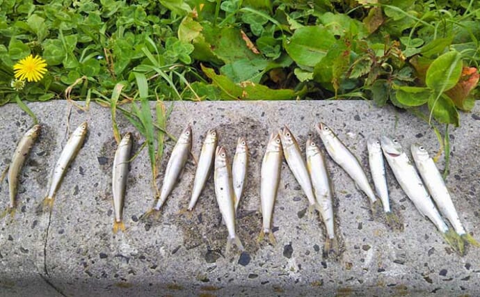 琵琶湖で今季初の小アユ釣り満喫　釣果は伸びずもシーズン到来を実感