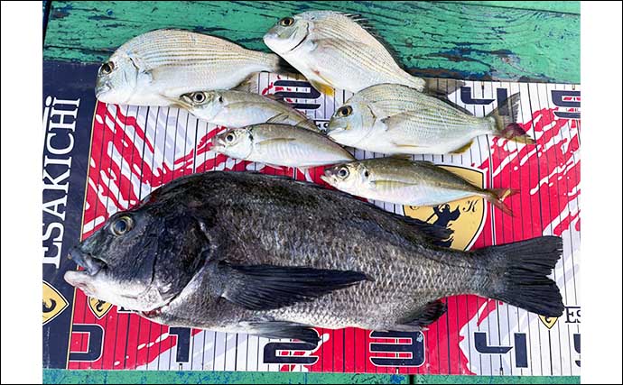 【三重】カカリ釣り＆海上釣り堀最新釣果　筏とカセでクロダイ堅調