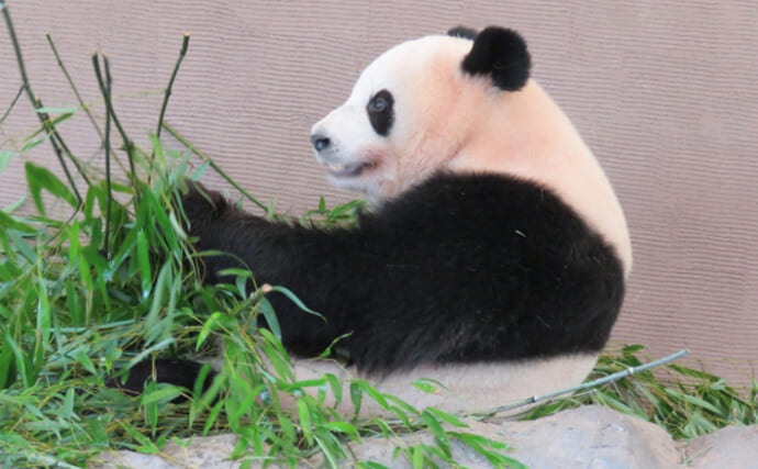 パンダの食べ残した「竹」を海に沈めるとアオリイカが増えるワケとは？