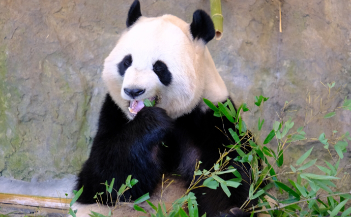パンダの食べ残した「竹」を海に沈めるとアオリイカが増えるワケとは？