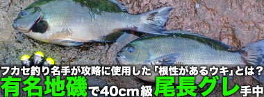 神奈川の地磯で40cm級尾長グレ浮上　決め手の「根性があるウキ」とは？