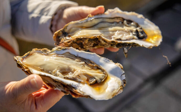 牡蠣で食中毒になる理由と対策　食べる前に貝殻をしっかり洗う？