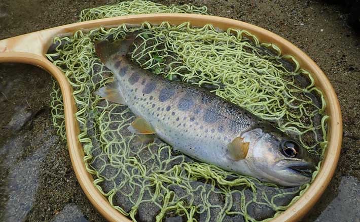 渓流でも ウッドベイトミノーアマゴ 渓流でも ウッドベイトミノーアマゴ 渓流でもウッドベイトミノー