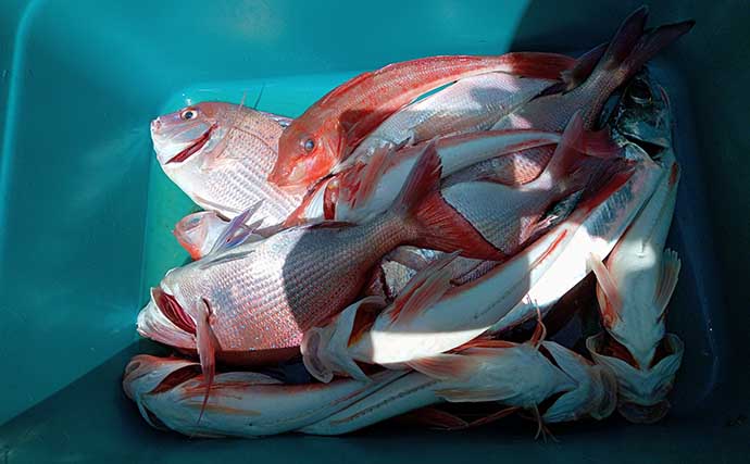 日立沖テンヤマダイ釣りで本命好捕　活性高く多彩なゲストが顔見せ