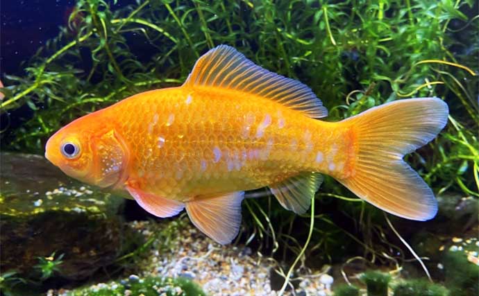 金魚のルーツはフナ　品種改良がメダカよりも難しい理由とは？