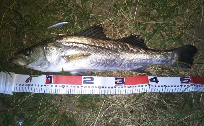 人気シーバス釣り場「養老川」でマナーを守って55cm良型キャッチ