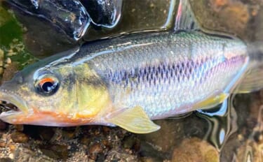 身近な淡水魚『カワムツ』を手軽な「スプーン」ルアーで釣る方法