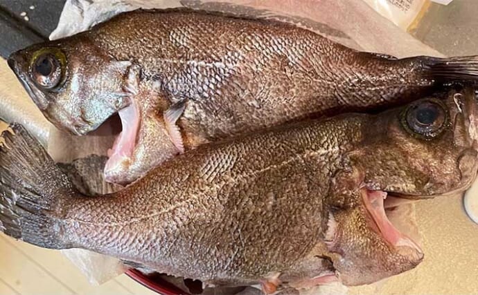 釣った魚の「珍味」レシピ：メバルの肝（キモ）の食べ方　下処理が重要