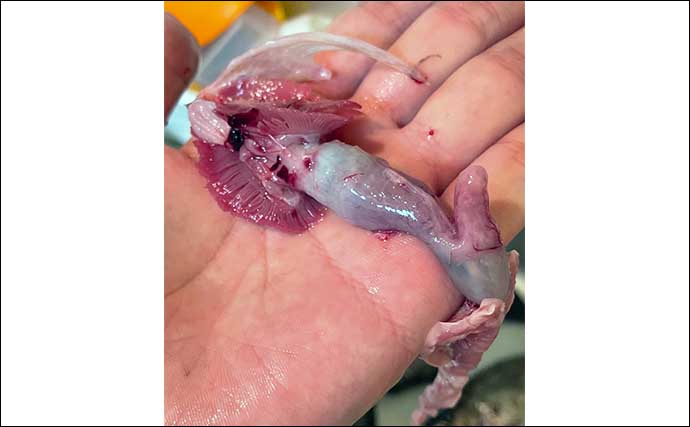 釣った魚の「珍味」レシピ：メバルの肝（キモ）の食べ方　下処理が重要