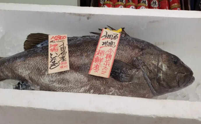 最大で150kg超える大型魚『イシナギ』の味は鶏の胸肉そのもの？