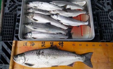 琵琶湖でビワマストローリング釣行　59cm頭に良型ポツポツ