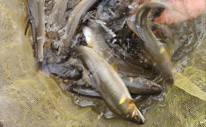 大分県大山川でのアユトモ釣りで本命29尾　午前好調も午後の強風に苦戦