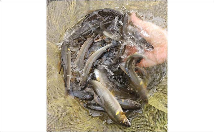 大分県大山川でのアユトモ釣りで本命29尾　午前好調も午後の強風に苦戦