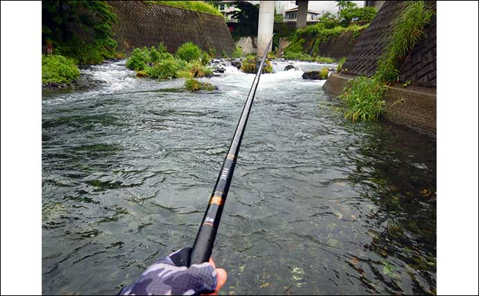 放流直後の桂川で渓流エサ釣り　51cmニジマス含み4魚種22尾キャッチ