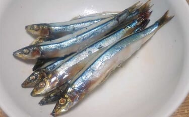 美味しい「釣りエサ」レシピ：キビナゴのプス焼き　保存の裏技とは？