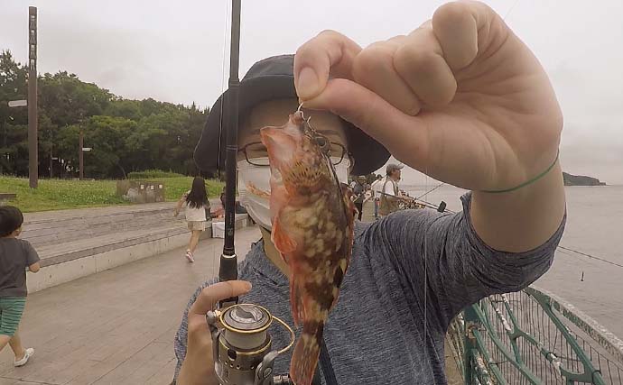 横須賀海辺釣り公園で胴突き＆サビキ釣り　時合いにイワシが入れ食いに