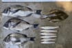 波戸での投げ釣りで51cm頭にクロダイ7尾　38cmマコガレイも登場