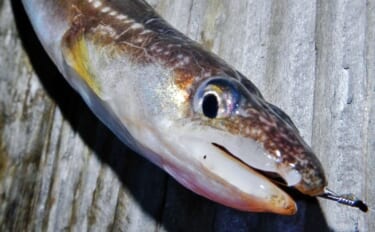 【2022年】陸っぱりアナゴ釣り徹底解説 釣れる時期・時間・場所は?