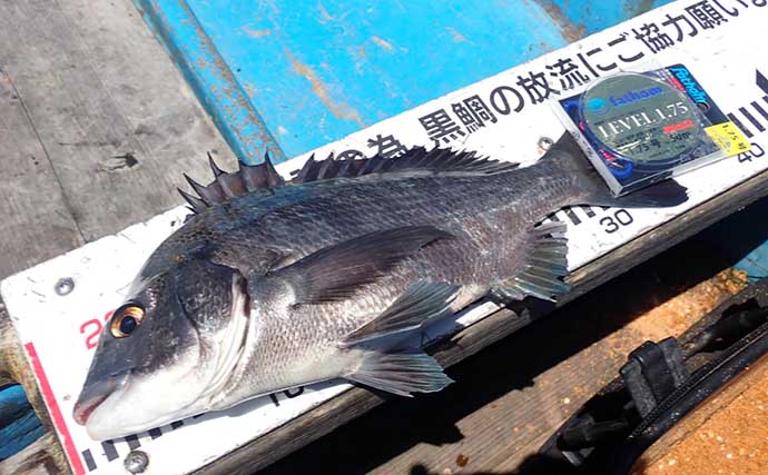 清水港カセ釣りでクロダイに大型メジナ連発　想定外のシマアジも顔出し