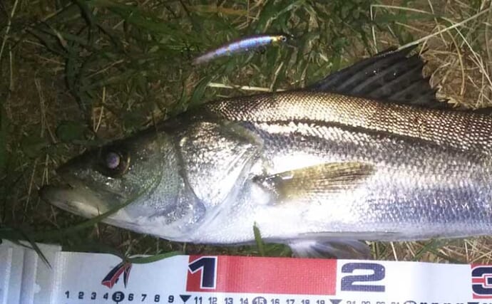 人気シーバス釣り場「養老川」でマナーを守って55cm良型キャッチ