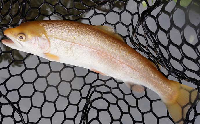 ぶどうで育つ『甲斐サーモンレッド』を釣る　52cm頭に本命3尾キャッチ