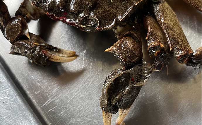 高級「上海蟹」の近種『モクズガニ』は身近な珍味　絶品酒蒸しを食す