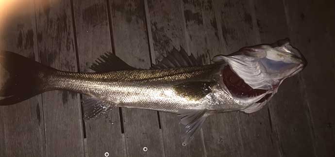 神奈川港湾エリアでバチ抜けパターンシーバス釣行　70cm級キャッチ