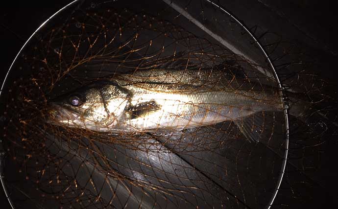 バチ抜けシーバスゲーム釣行で50cm頭に2匹　複合ベイトは難易度高め？