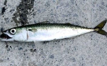 堤防で小サバ釣り入門　『スプーン』ルアーで釣る魅力と釣り方を解説