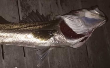 神奈川港湾エリアでバチ抜けパターンシーバス釣行 70cm級キャッチ