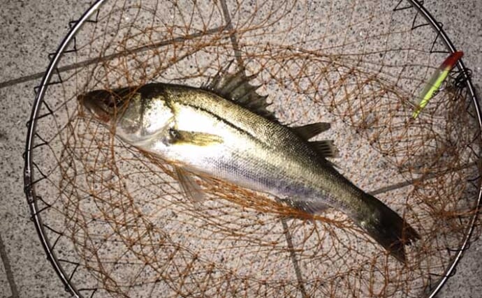 バチ抜けパターン最終盤のシーバス釣行で45cm 次のベイトは小イワシ Tsurinews バチ抜けパターン最終盤のシーバス釣行で45cm 次のベイトは小イワシ Tsurinews