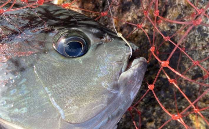 磯フカセ釣りで47cm頭に良型クロ数釣り堪能 夜釣りシーズンが開幕