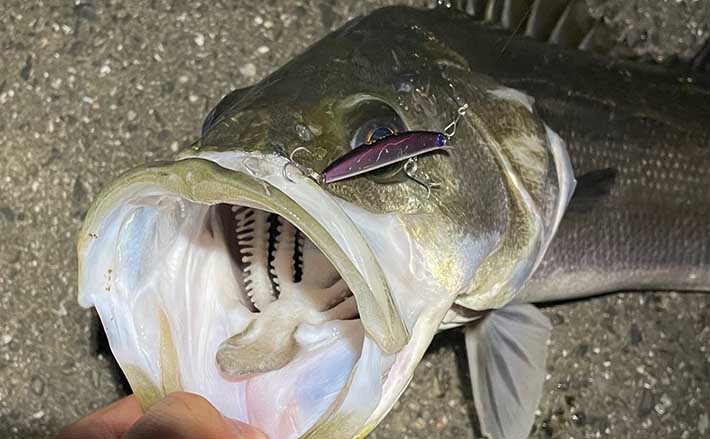 メバリングタックル流用でLTシーバス釣行 65cm超え頭に本命5匹 | TSURINEWS