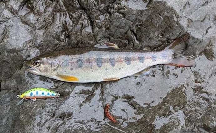 十津川での渓流ルアー釣りで24cm頭にアマゴ22匹　尺級は無念のバラし