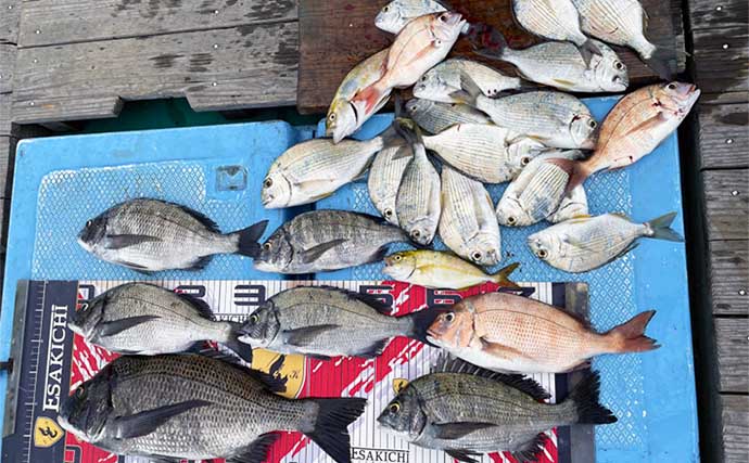 【三重県】カカリ釣り&海上釣り堀最新釣果　筏でマダイにクロダイ好調