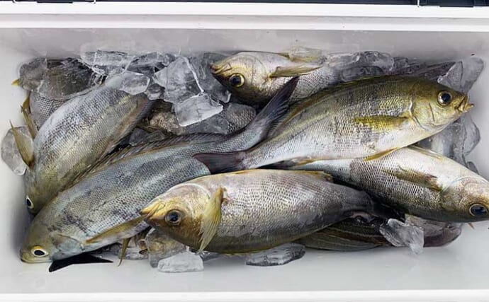 【三重】沖釣り最新釣果　旬のイサキ釣りで良型ぞろいクーラー満タン